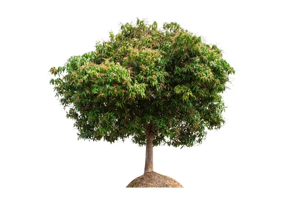 Mangobaum — Stockfoto