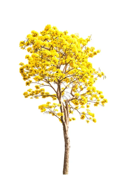 Árbol aislado sobre fondo blanco — Foto de Stock