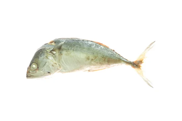 Pesce sgombro — Foto Stock