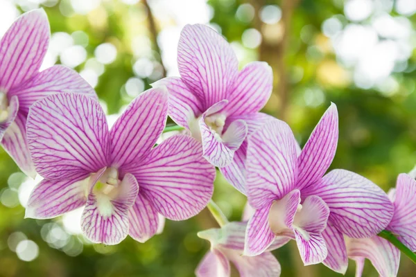 Orquídea em fundo verde — Fotografia de Stock