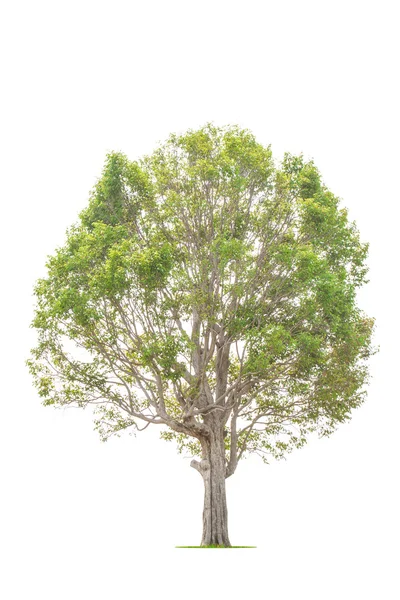 Baum — Stockfoto