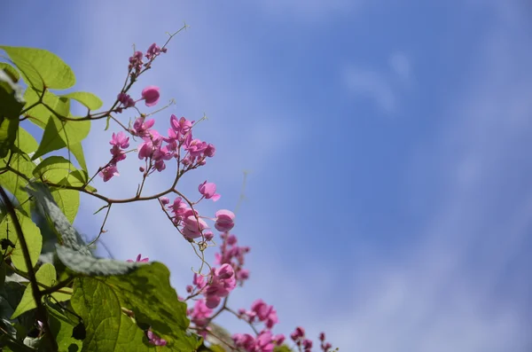 Pembe çiçek ve gökyüzü — Stok fotoğraf