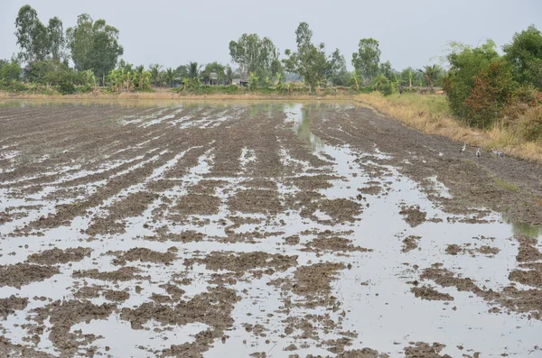 The rice field that preparing to planting rice — Stock Photo, Image