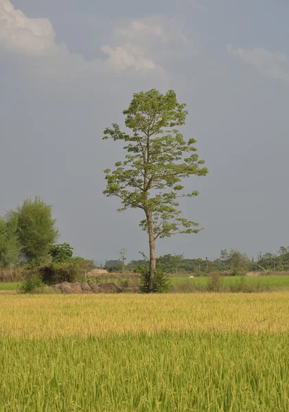 Árvore no campo de arroz — Fotografia de Stock