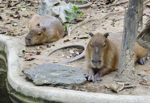 Due capibara seduti a terra — Foto Stock