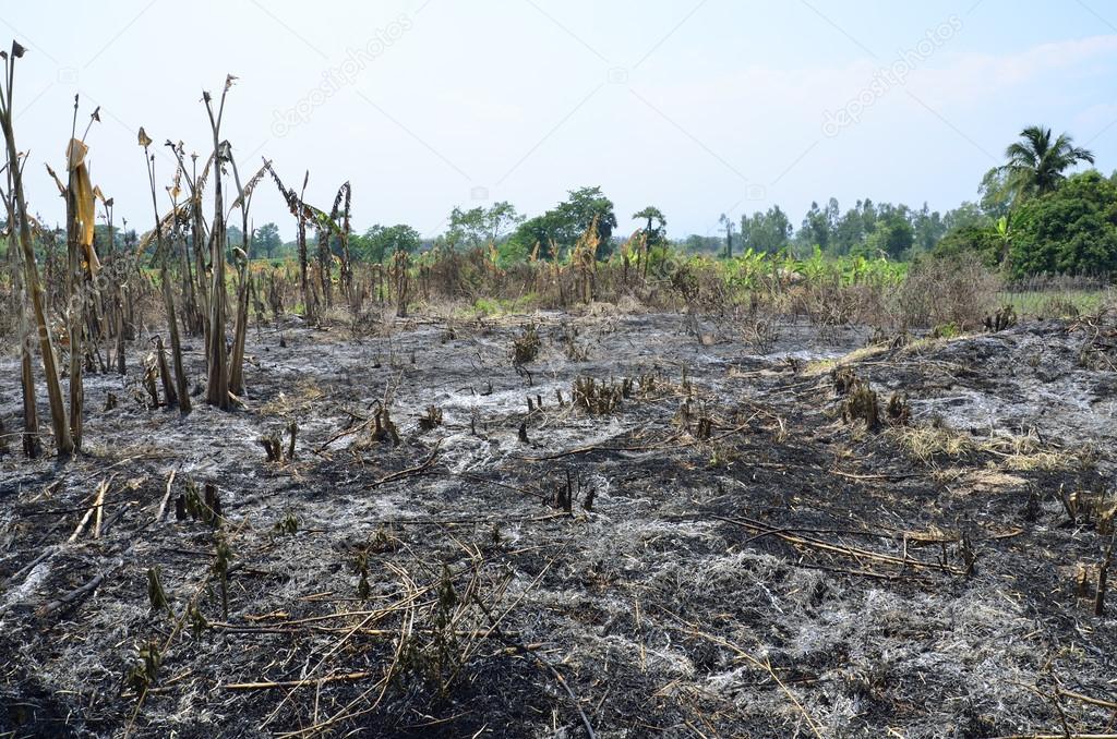 Slash and burn cultivation