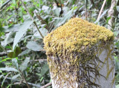 Beton direk PT ile kaplı