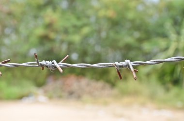 Champ de maïs à la récolte