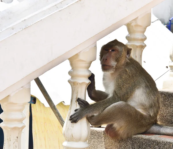 Retrato de macaco — Fotografia de Stock