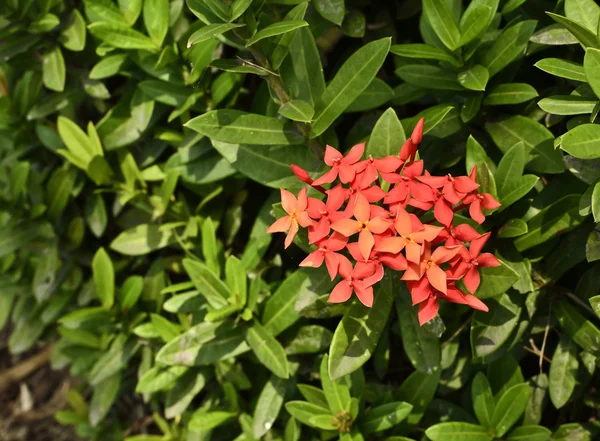 Ixora czerwony kwiat — Zdjęcie stockowe