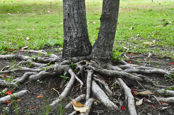 Racines de l'arbre — Photo