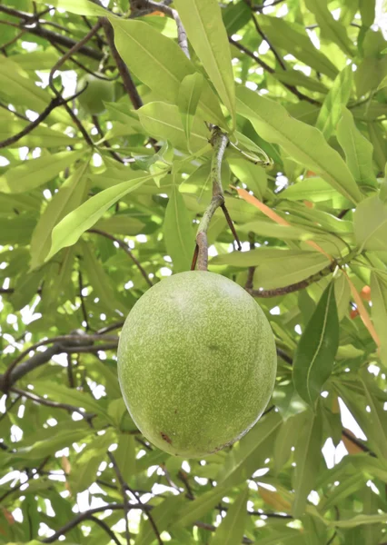 Cerbera oddloam fruit on tree — Stock Photo, Image