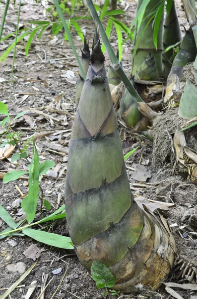 Bambu filizleri — Stok fotoğraf