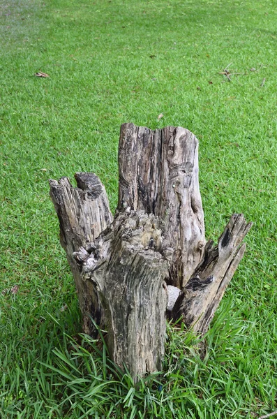 Tree stump on grass — Stock Photo, Image