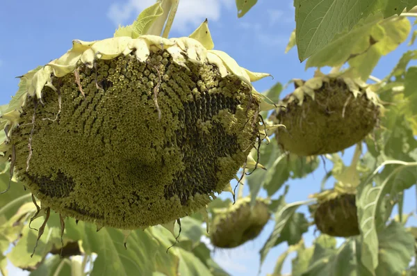 Ayçiçeği solgunluk — Stok fotoğraf