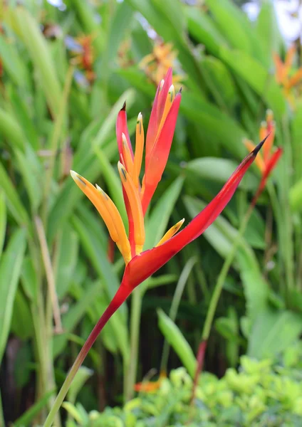 Canna flower — Stock Photo, Image