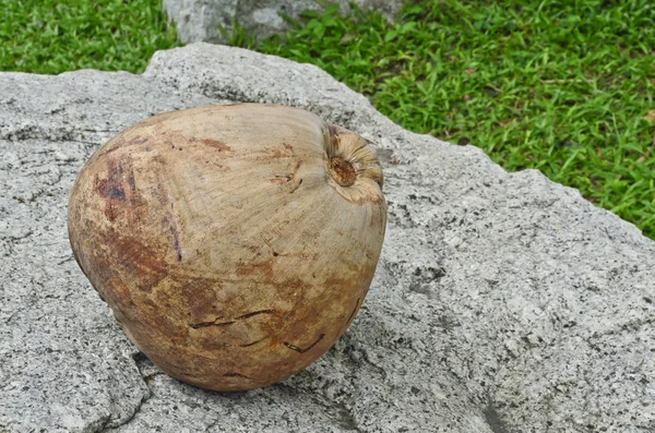 Dried coconut — Stock Photo, Image