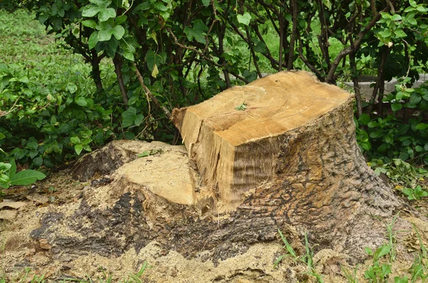 Cut off tree on park — Stock Photo, Image