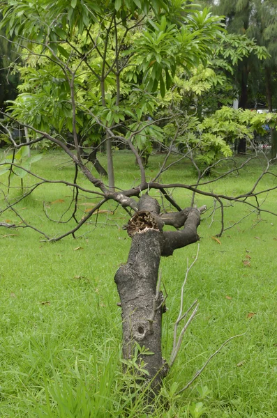 Arbres morts séchés — Photo