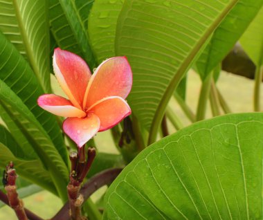 Plumeria çiçek