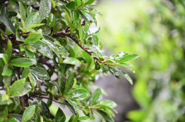 yeşil yaprak ve su damlası