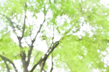 ufuk ağaç ve yaprak yeşil