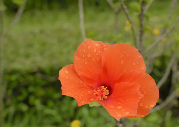 オレンジ色のハイビスカスの花 — ストック写真