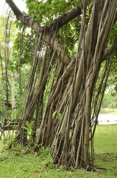 Racines d'arbre sur le jardin — Photo