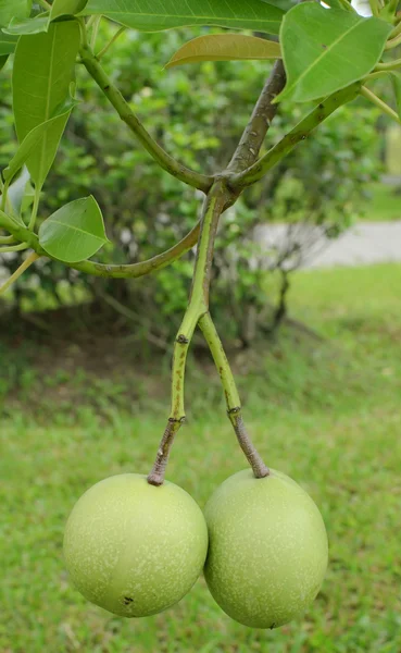 Cerbera oddloam fruit op boom — Stockfoto