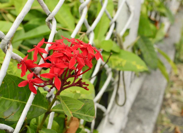 Fiore di Ixora rossa — Foto Stock