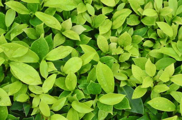 Green leaf background — Stock Photo, Image