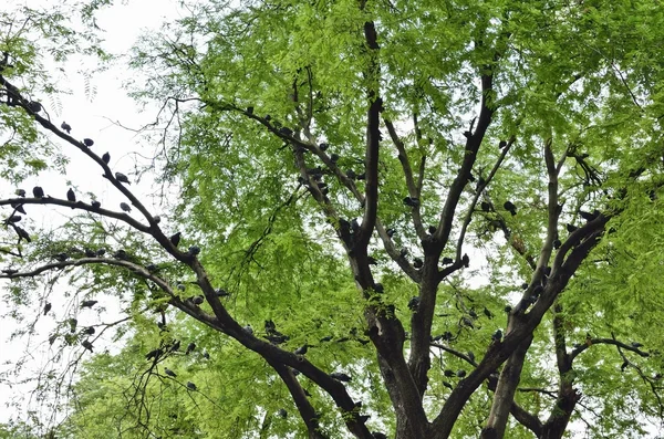 Pigeon on tree — Stock Photo, Image