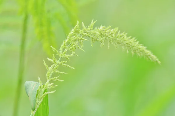 Wild flower — Stock Photo, Image