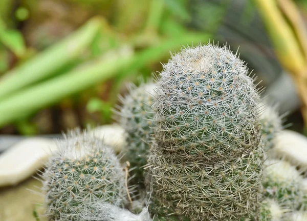 Cactus — Foto Stock