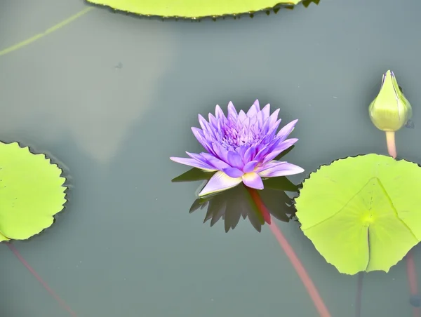 Квітка лотоса в ставку — стокове фото