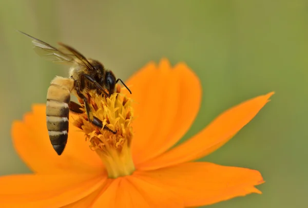 Bee on marigold — Stock Photo, Image