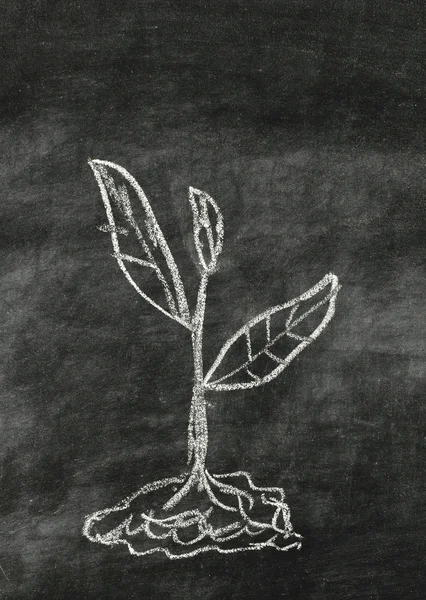 young plant drawing with chalk on blackboard