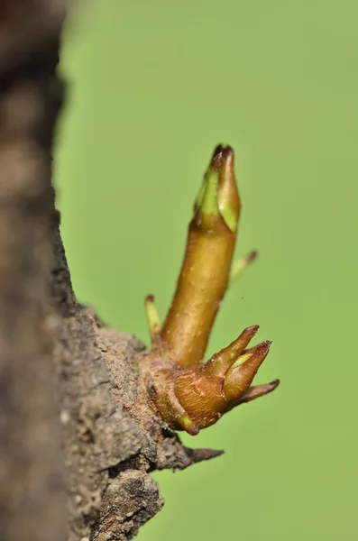 Germoglio giovane — Foto Stock