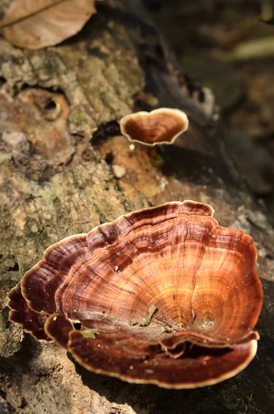 Paddestoel op het forest — Stockfoto