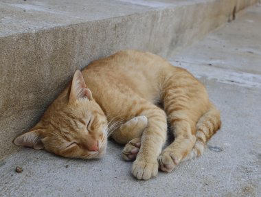 Uyuyan kedi