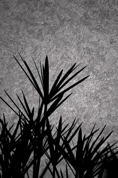 Grass silhouete on grunge — Stock Photo, Image