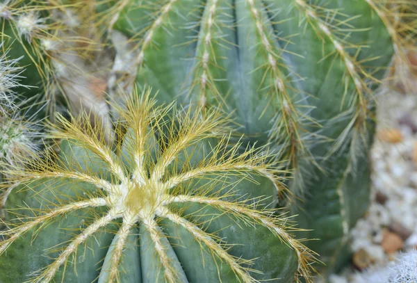 Cactus — Foto Stock