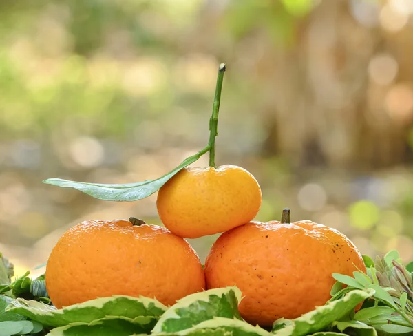 Fresh tangerines — Stock Photo, Image