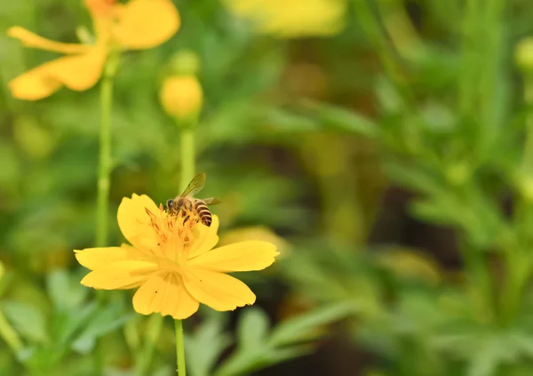 Little bee on marigold — Stock Photo, Image