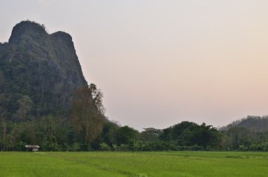 pirinç alan ve dağ