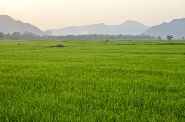 Ricefield... — Fotografia de Stock