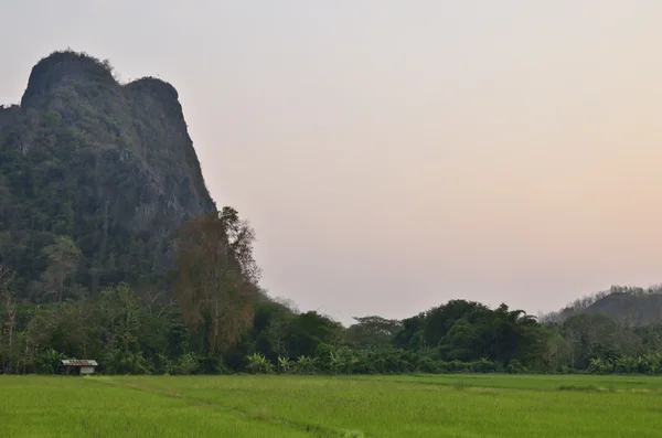 Campo de arroz e montanha — Fotografia de Stock