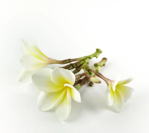 Frangipani, Pumeria, — Foto Stock