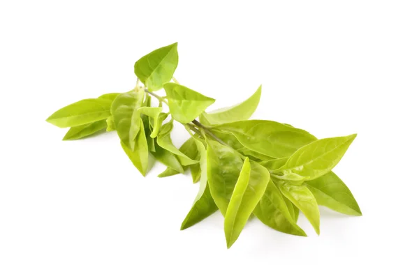 Zielony liść (Duranta repens L.) — Zdjęcie stockowe