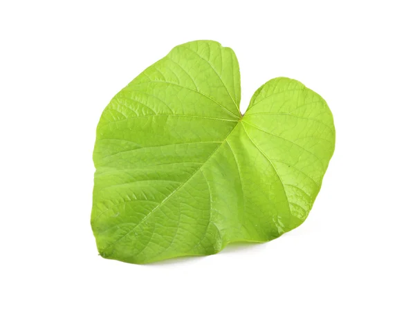 Green leaf heart shape isolated — Stock Photo, Image